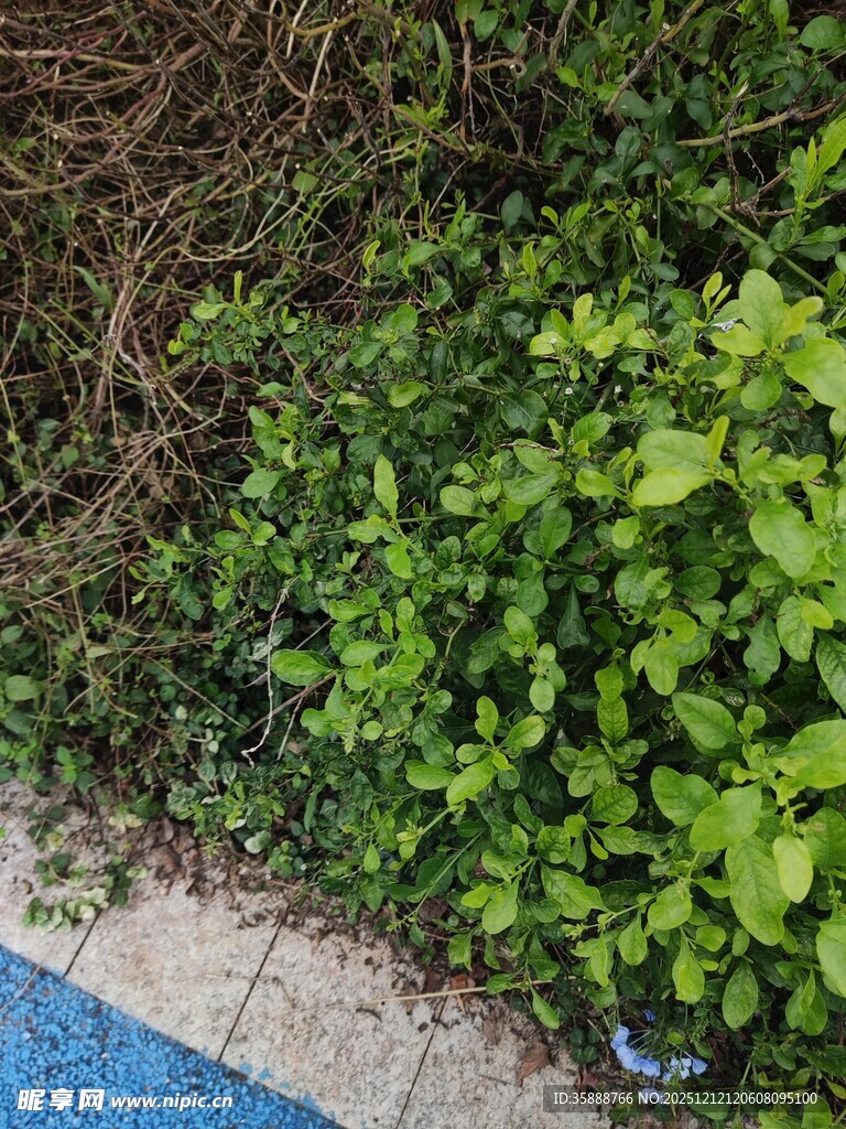 池边翠绿繁茂的绿植景观