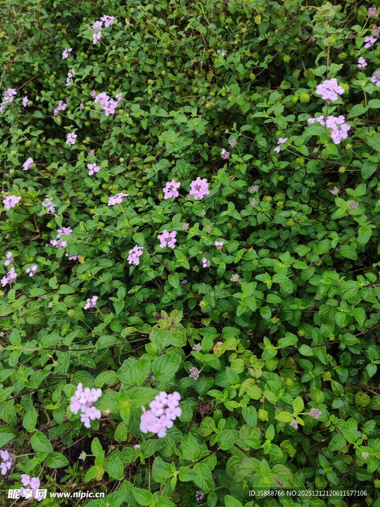 绿叶丛中绽放的紫色小花