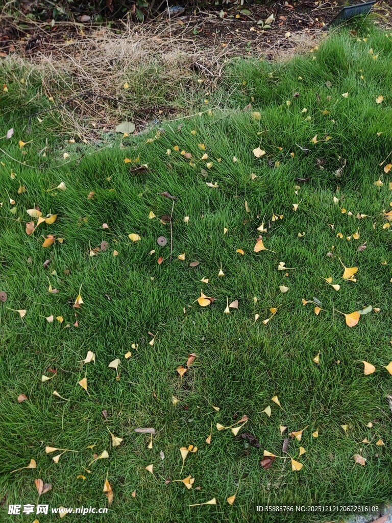 绿草间散落的黄色小花