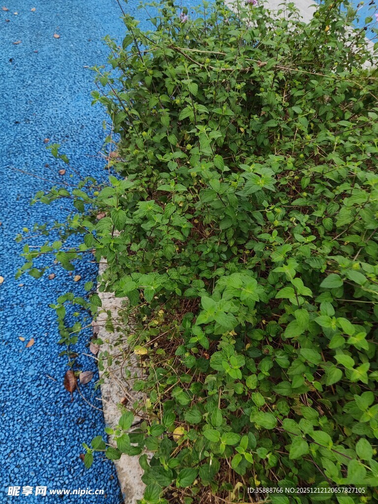 路边翠绿繁茂的植物