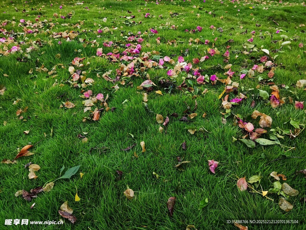 草地上散落的缤纷落叶