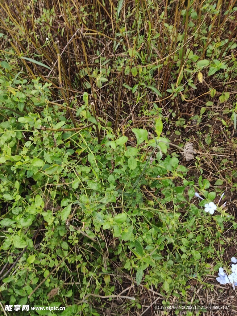 野外绿色植物丛