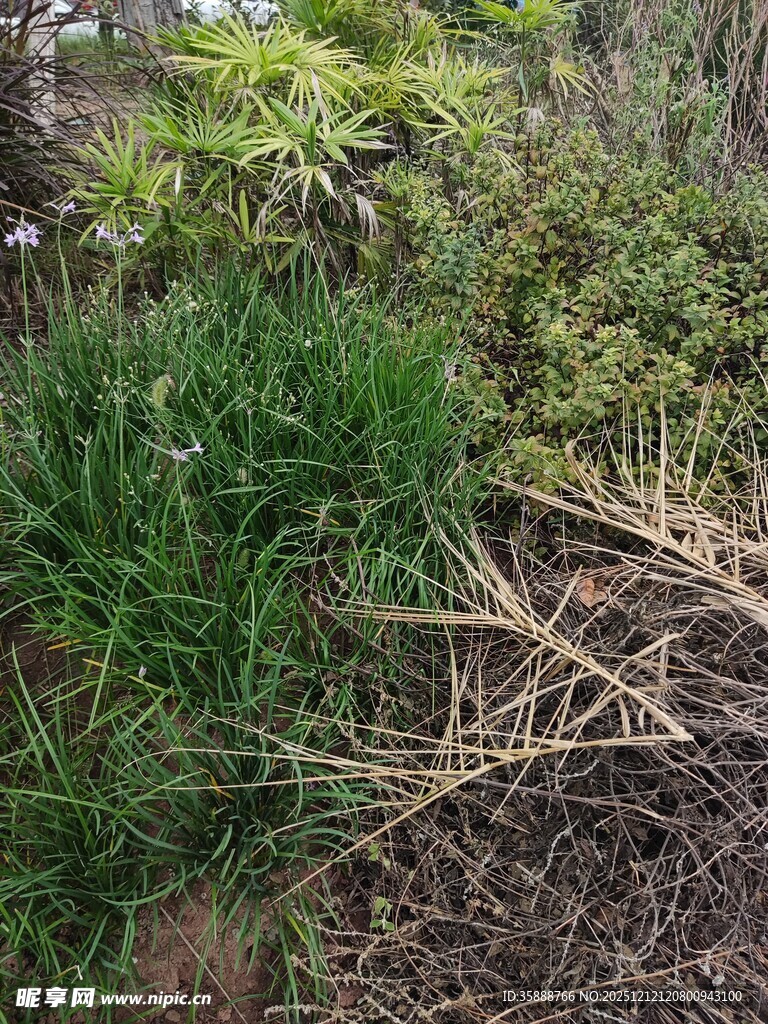 野外丛生的绿植与枯枝