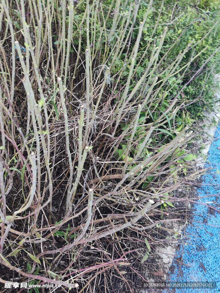 路边生长的绿色灌木丛