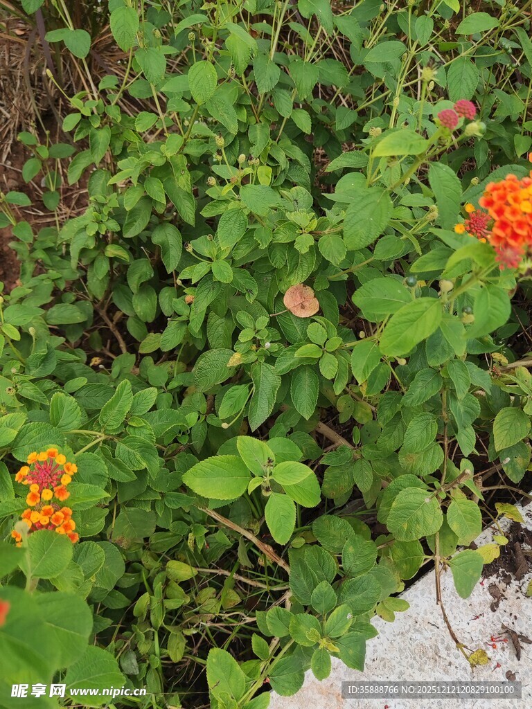 绿叶丛中的艳丽花朵