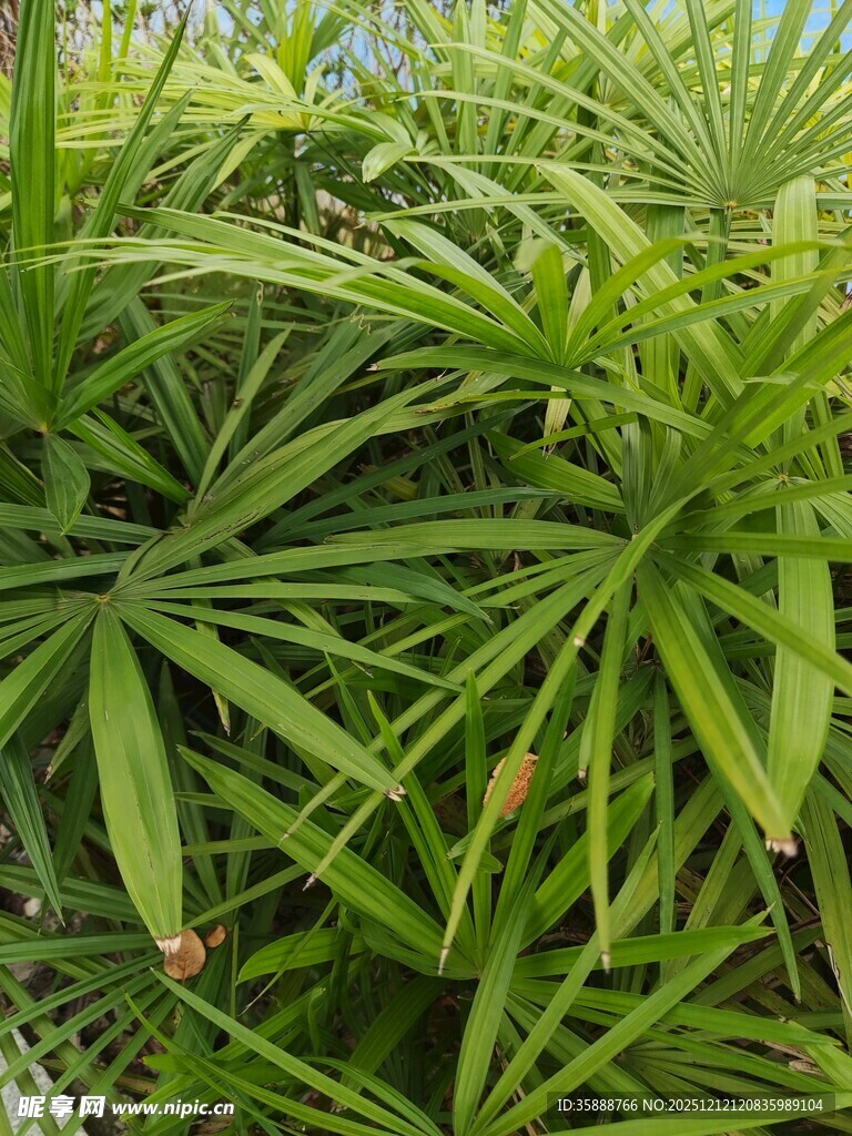 翠绿繁茂的掌状叶片植物