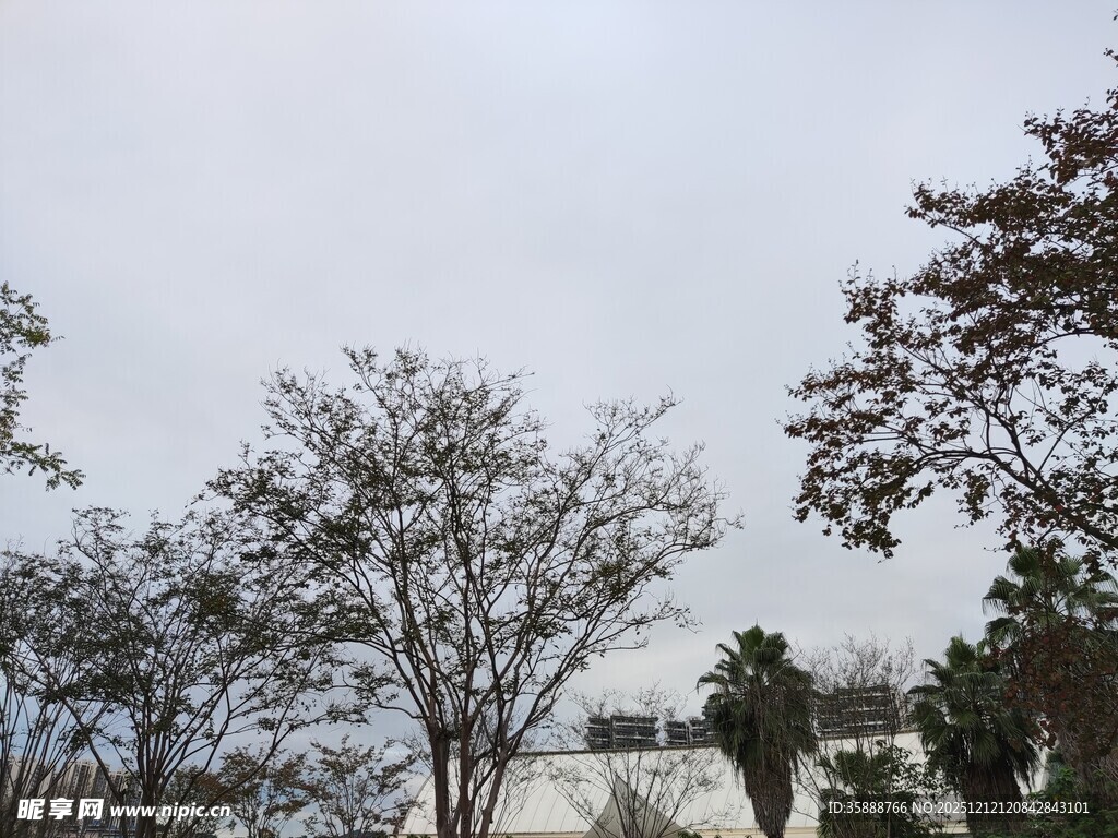 冬日雪景中的树木景观