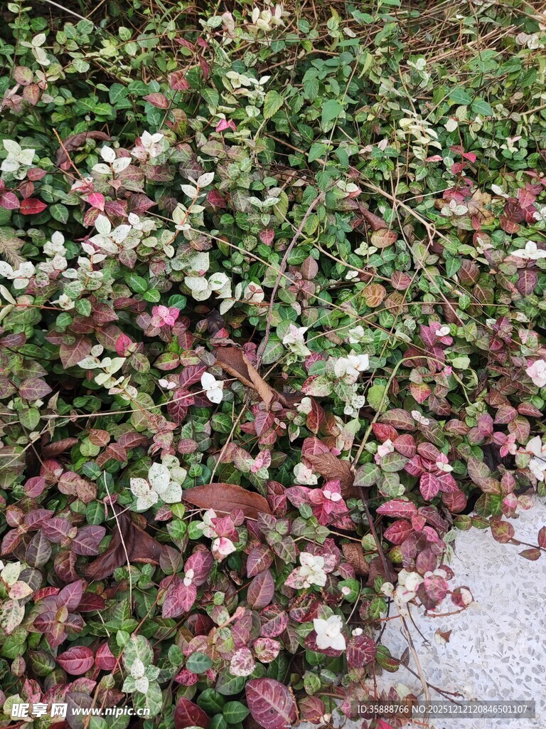 多彩花叶植物景观