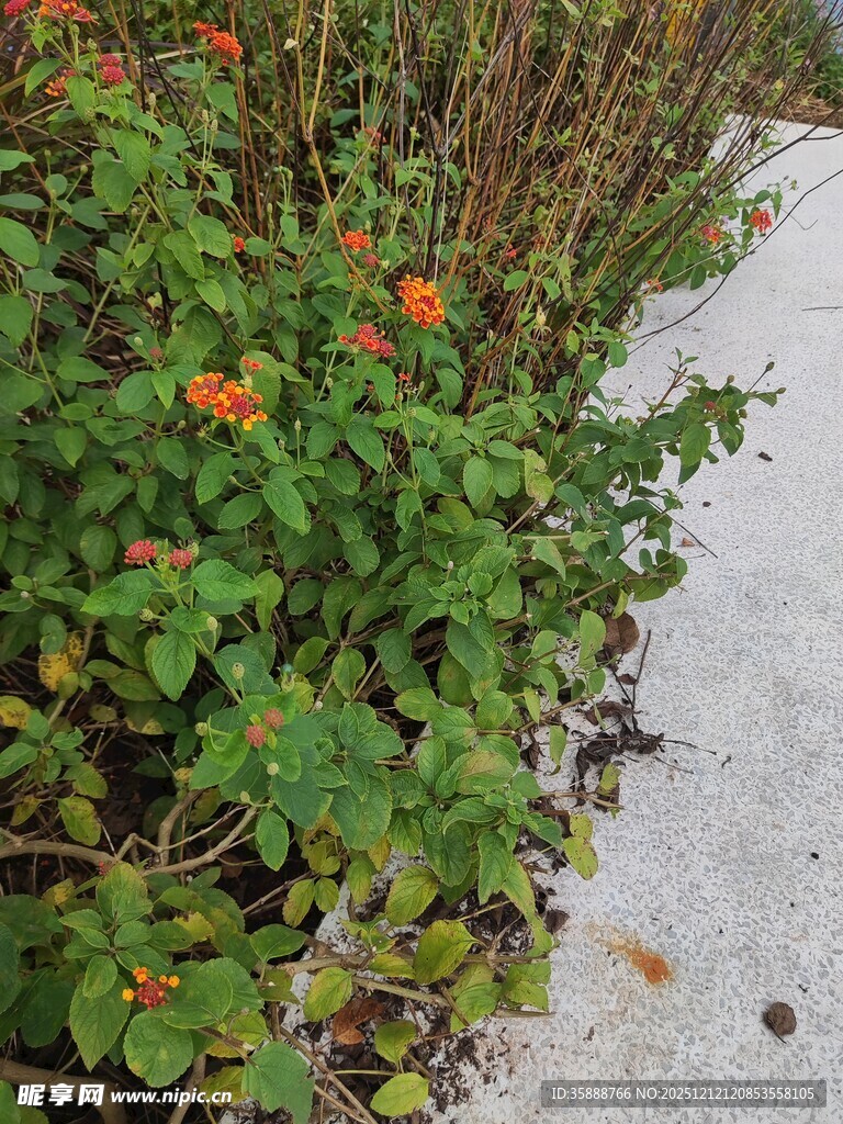 路边绽放的橙红色小花