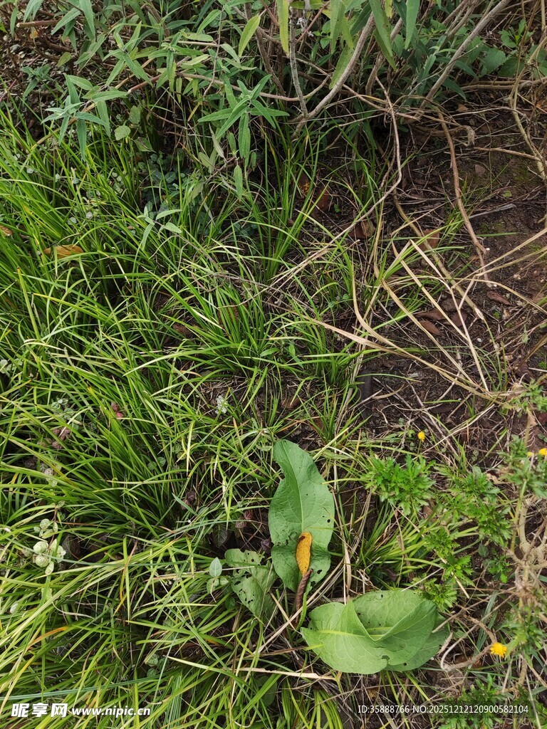 草丛中的黄色小花