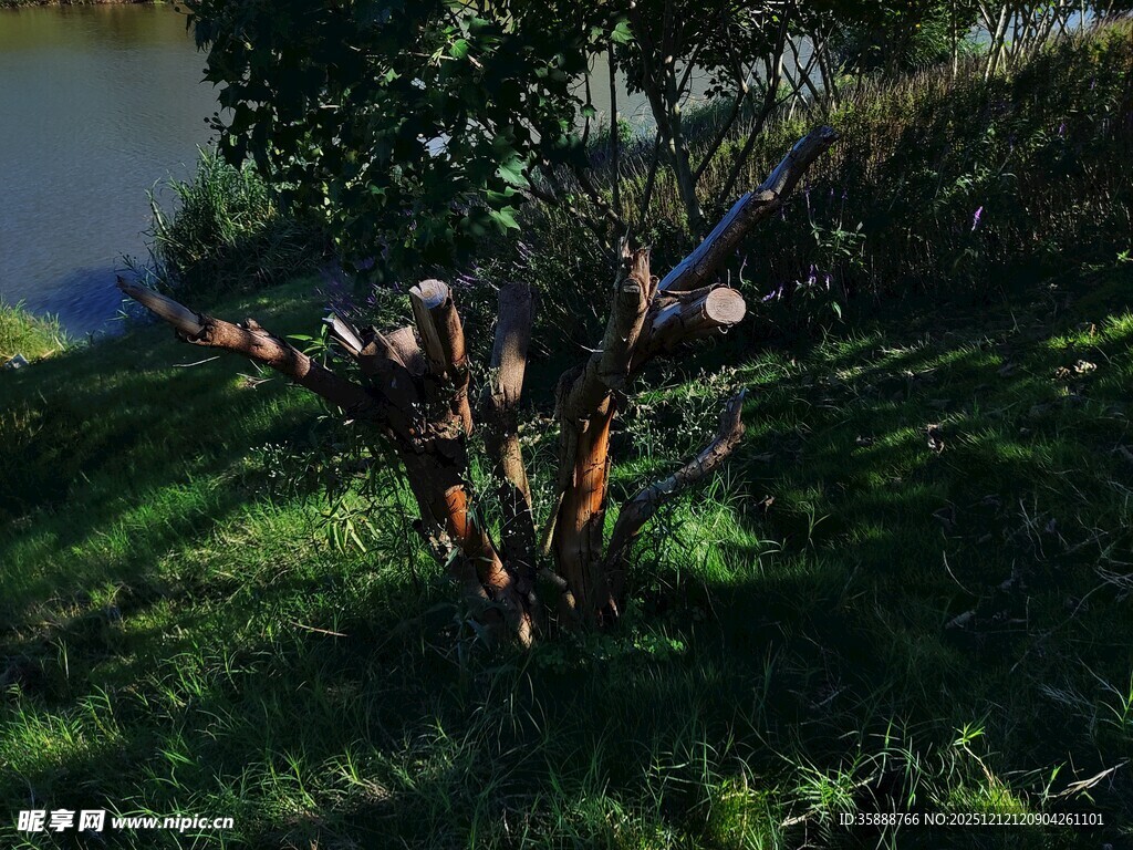 草地上的多彩蘑菇