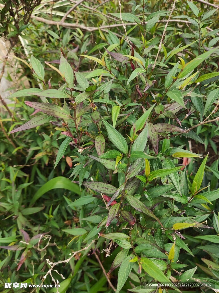 绿叶繁茂的植物景象