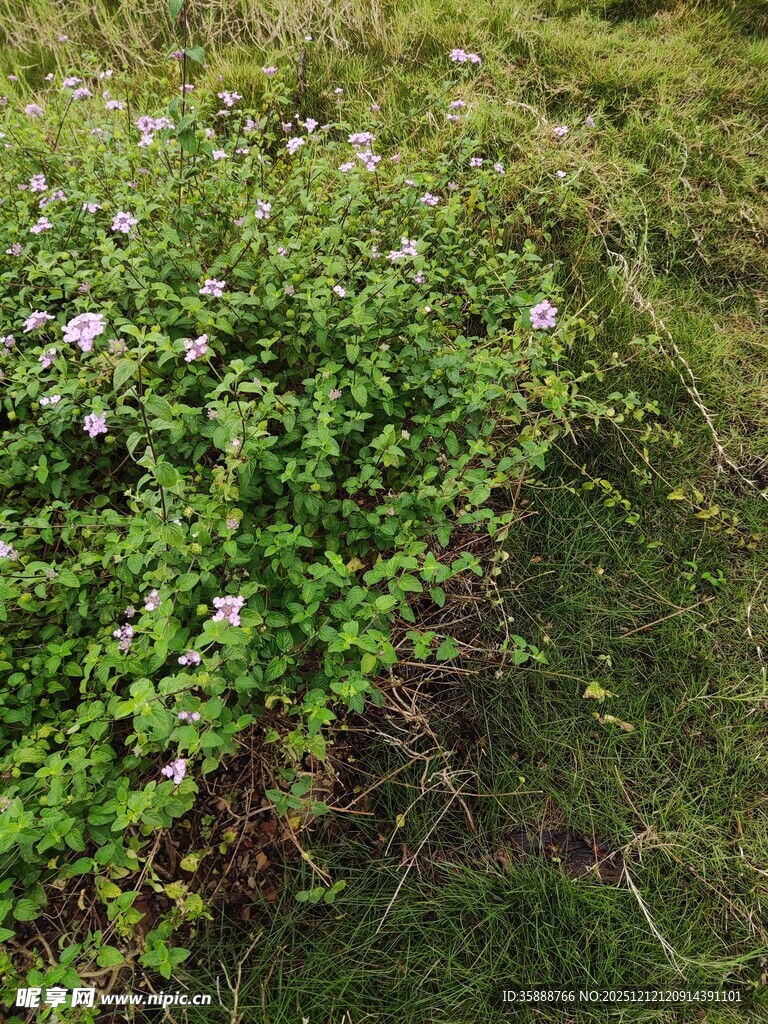 绿叶白花的繁茂植物景观