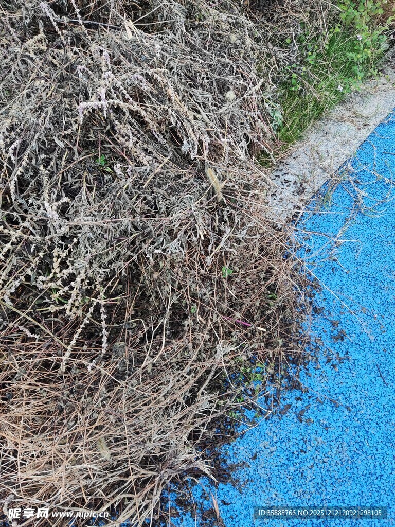 河边堆积的杂乱枯树枝