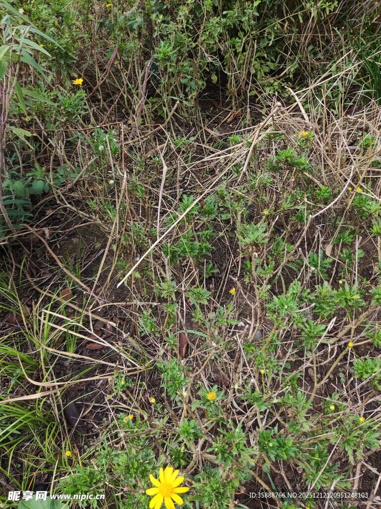杂草丛中的黄色小花