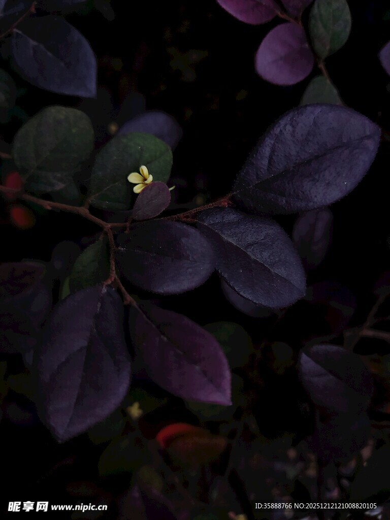 紫叶丛中的点点小花