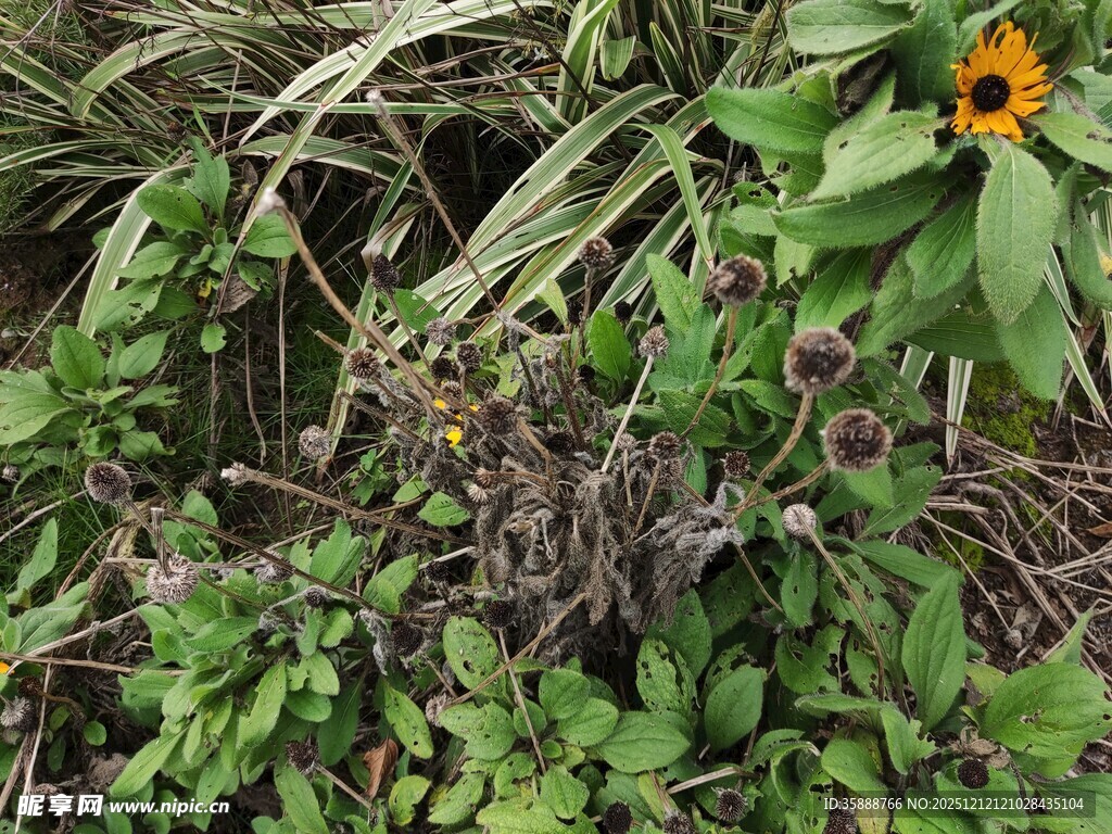 绿叶间绽放的鲜艳花朵