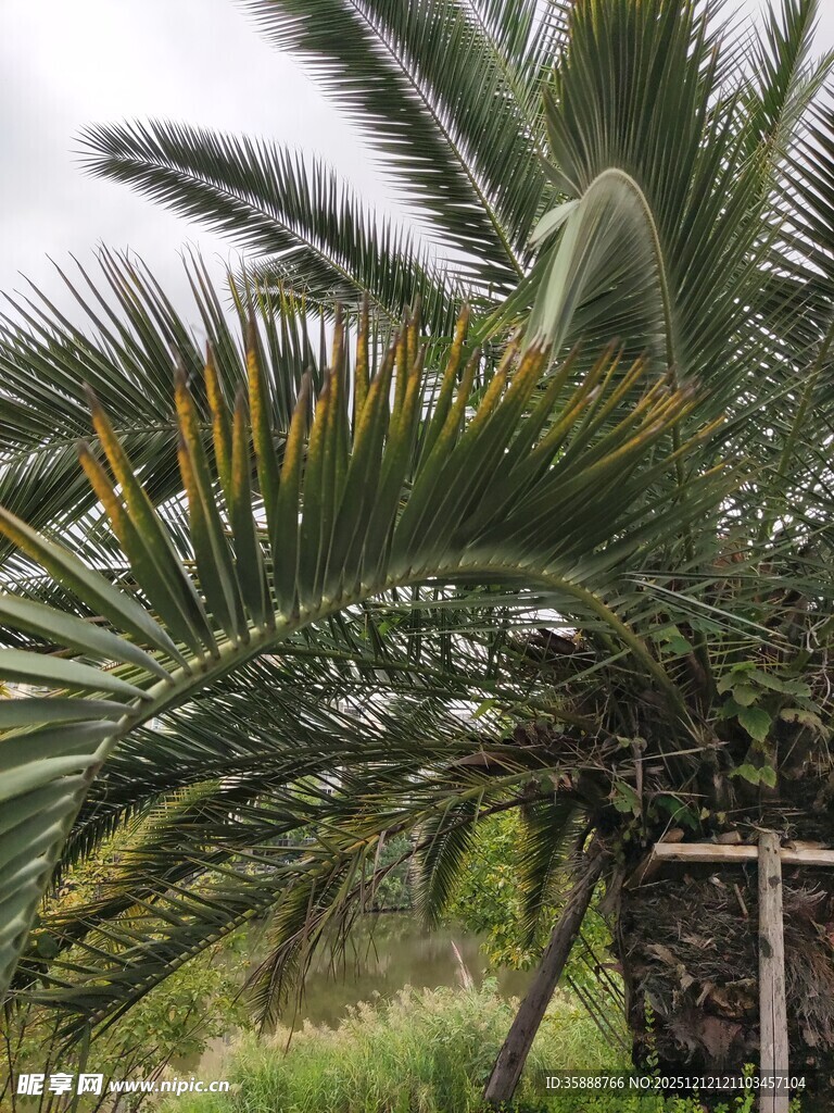 户外的棕榈树景观