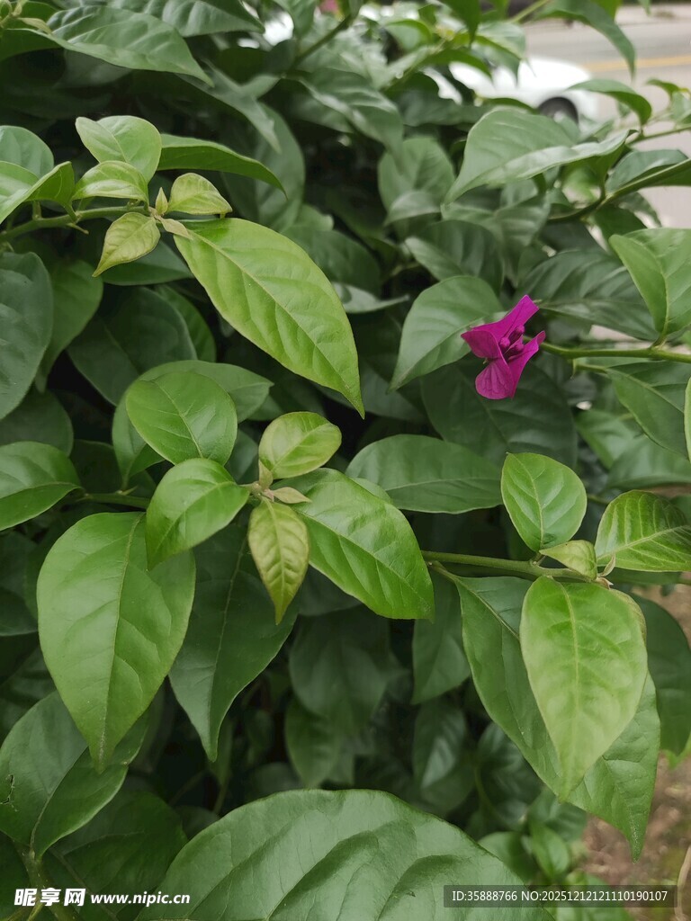 绿叶丛中一抹紫花