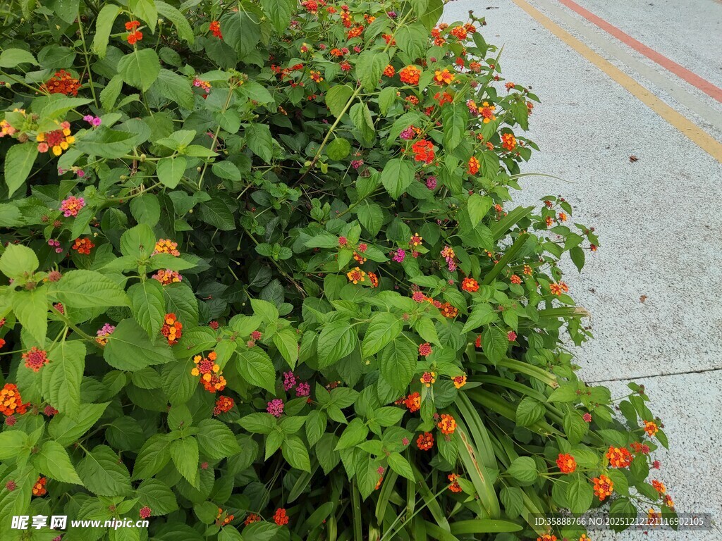 绿叶间的橙红果实