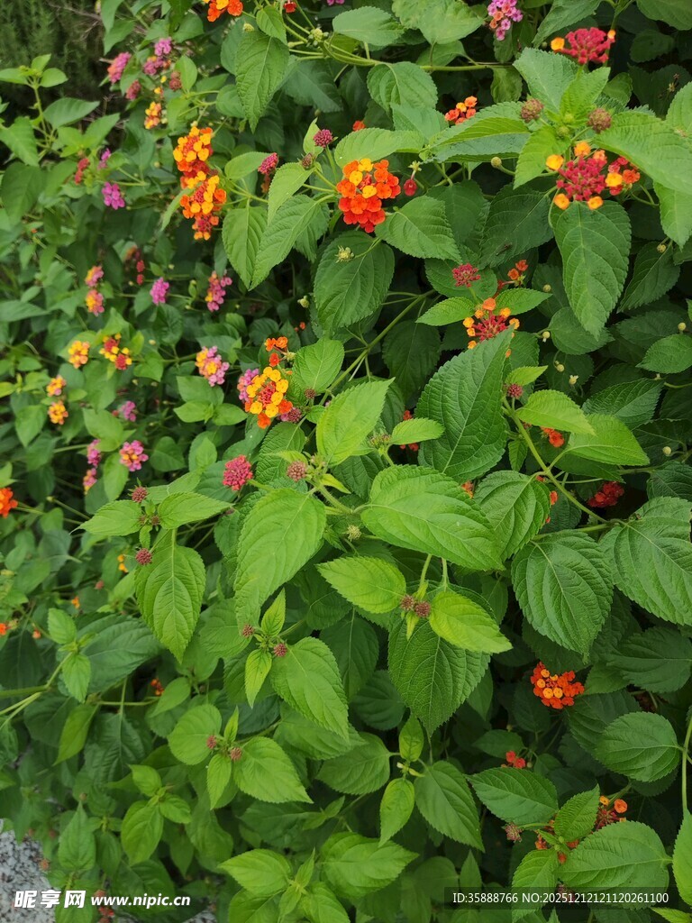 绿叶间的橙红花朵绽放