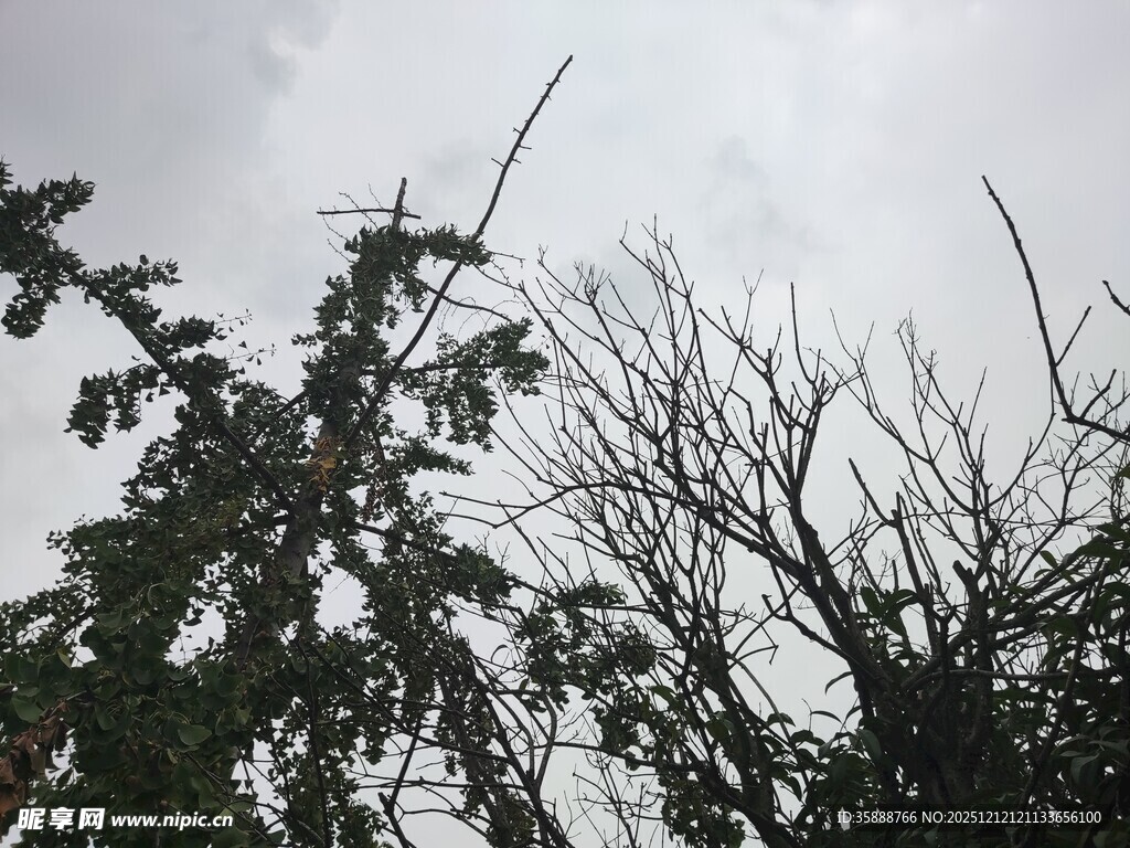 阴天中的树木与光秃枝干