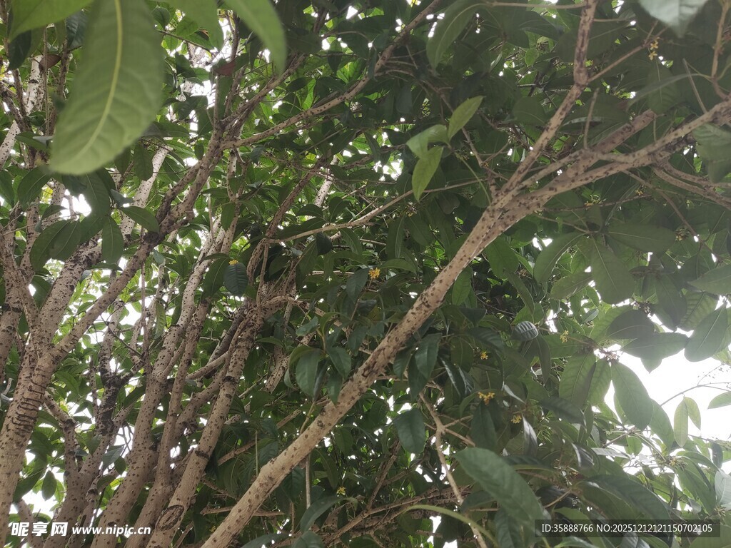 繁茂树枝与绿叶景象