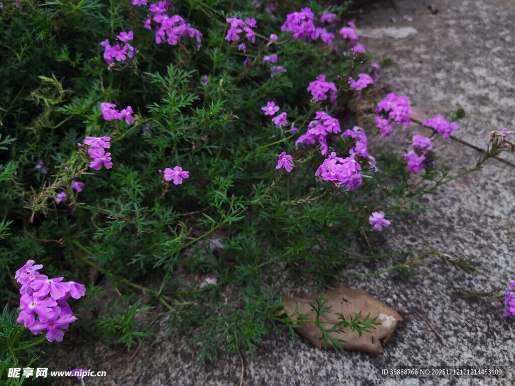 紫色小花绽放于碎石旁