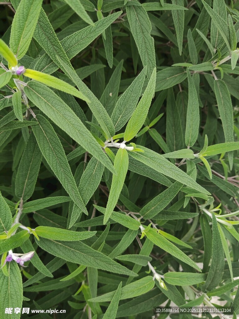 翠绿叶片间的紫色小花