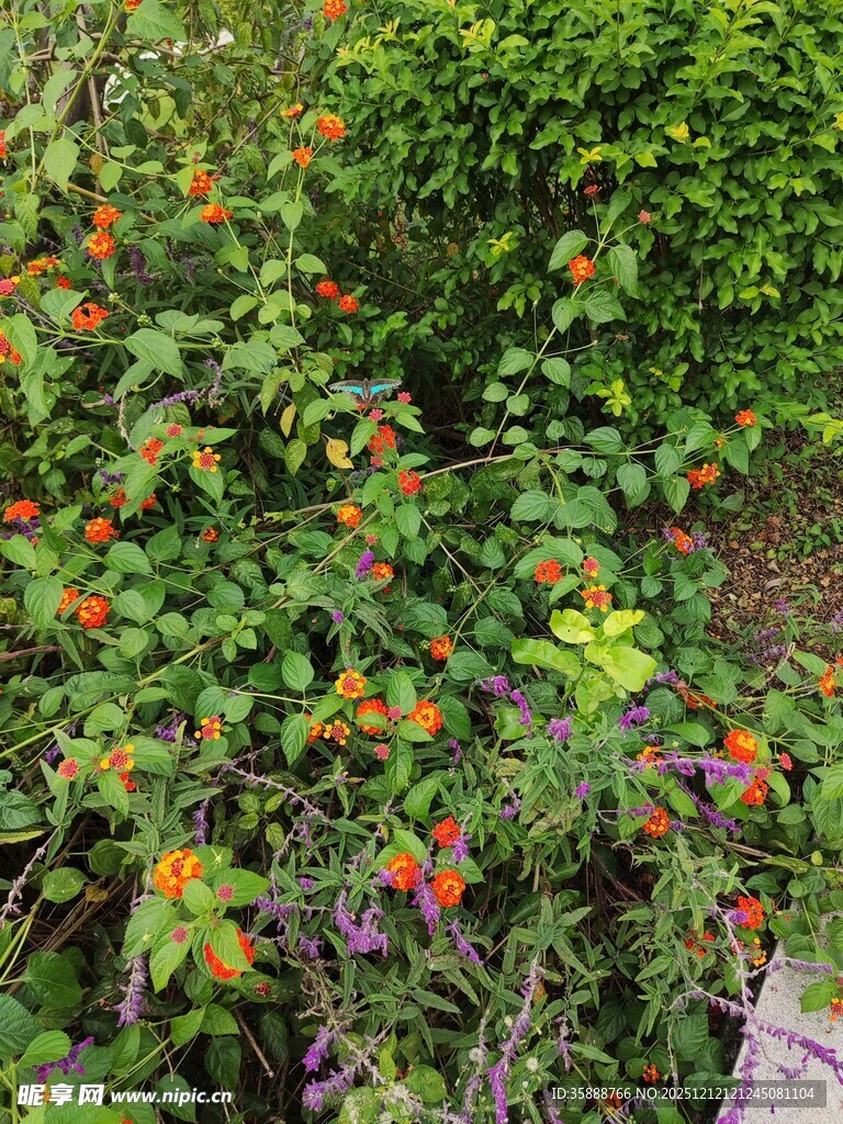 多彩花卉绽放于绿植间