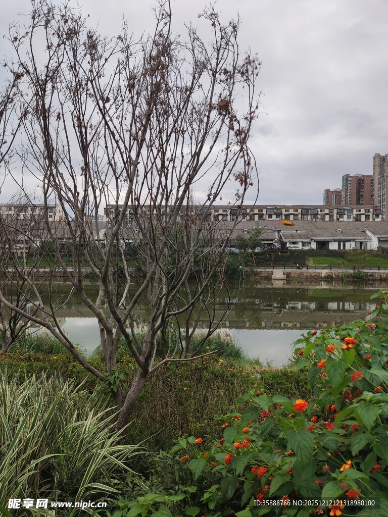 河畔植物景观秋冬景致