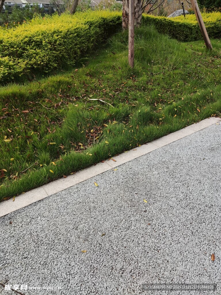 路边绿意盎然的景观