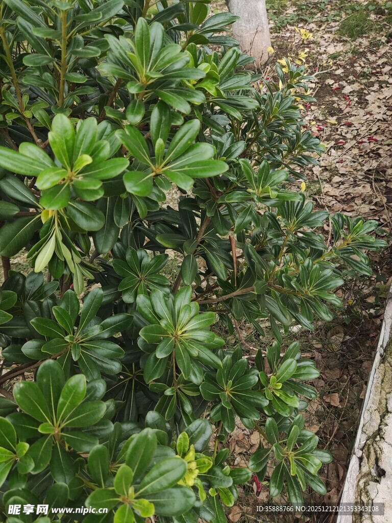 绿叶繁茂的灌木丛