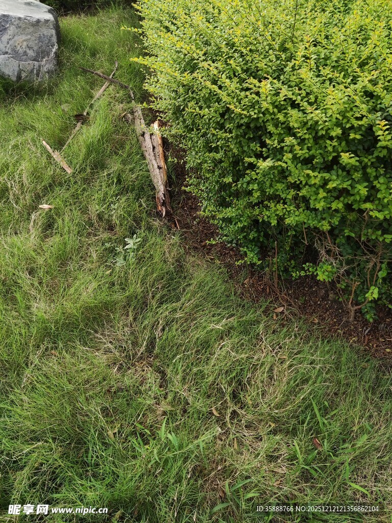 草丛边的小木桩与绿植