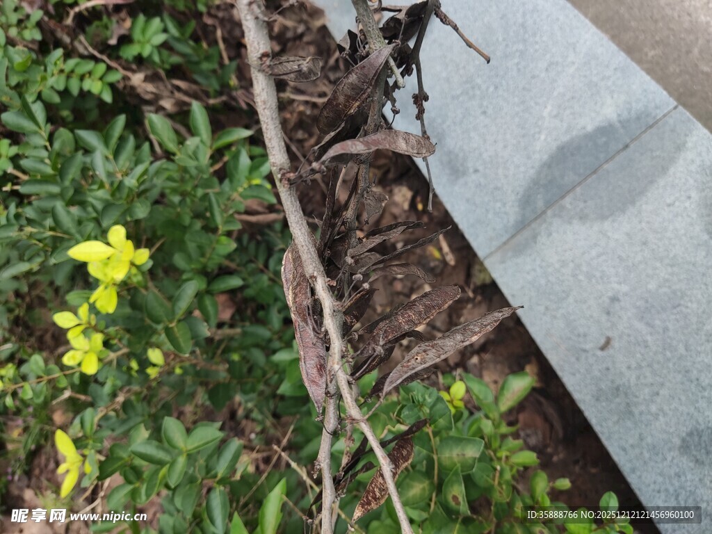 墙边植物与石块景象