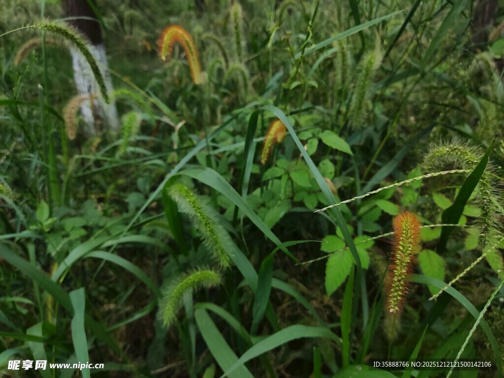 草丛中的黄色菌类植物