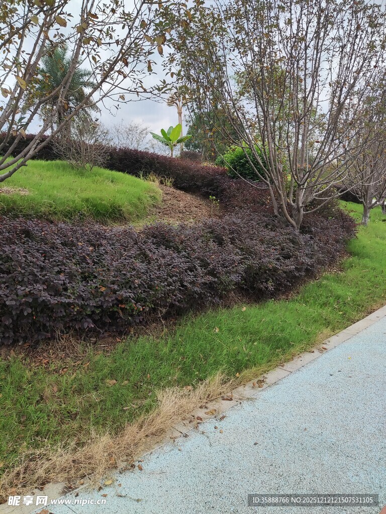 路边绿植景观