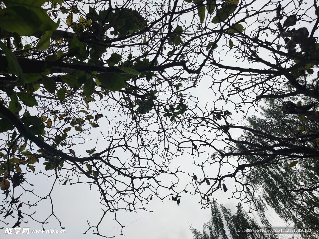 仰视枝叶繁茂的树木