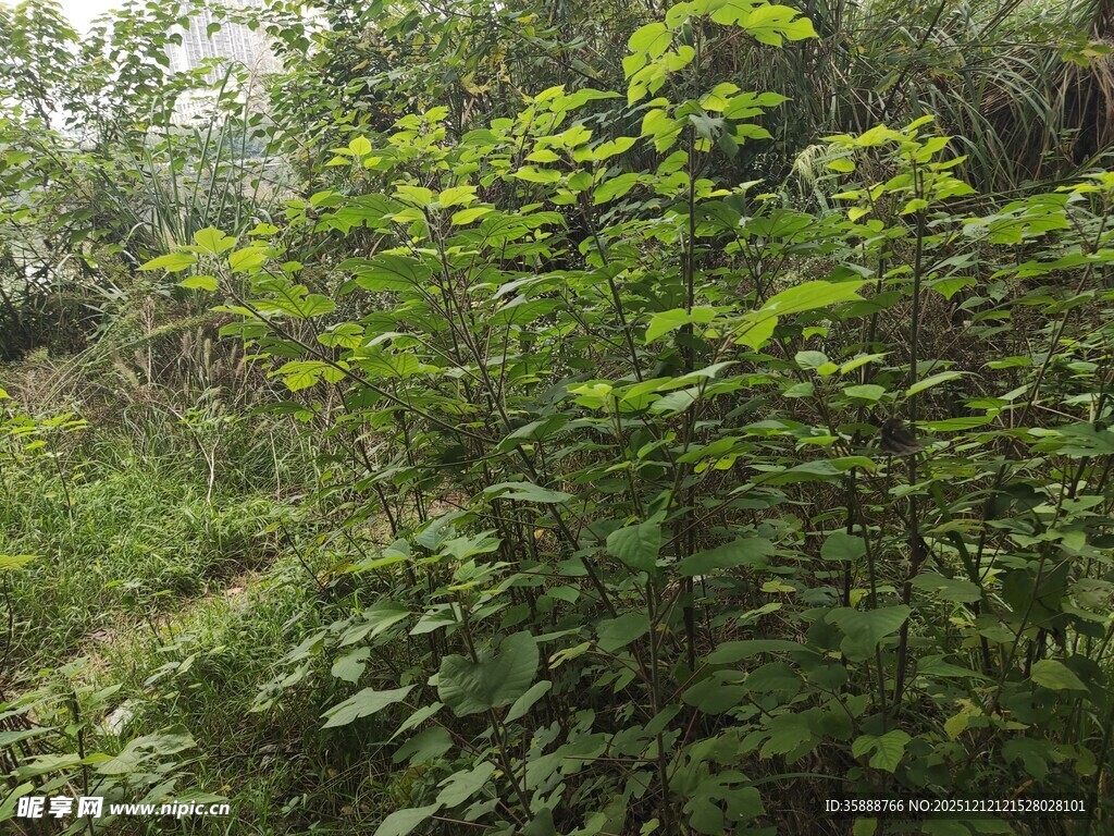 山林间茂盛的绿色植物