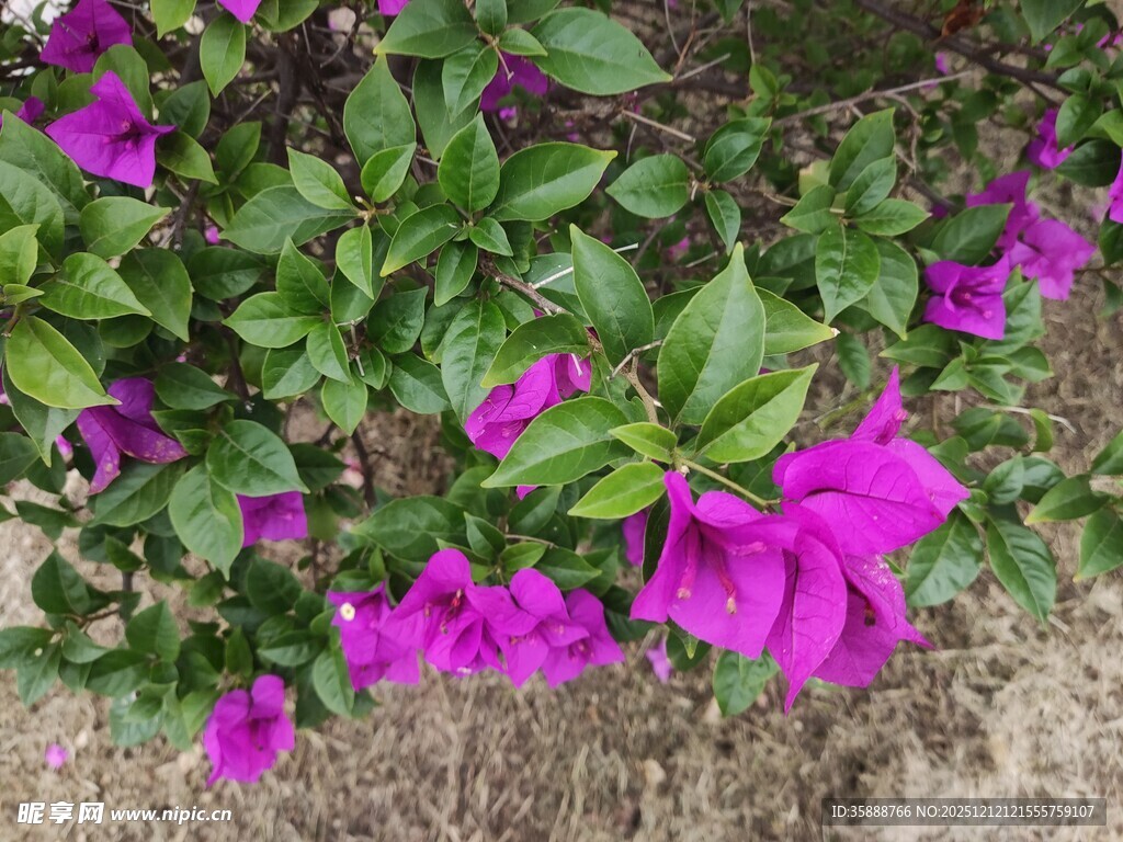 艳丽三角梅绽放于绿叶间