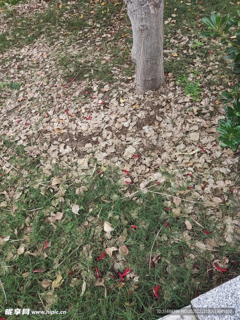 树下落叶与草地景象