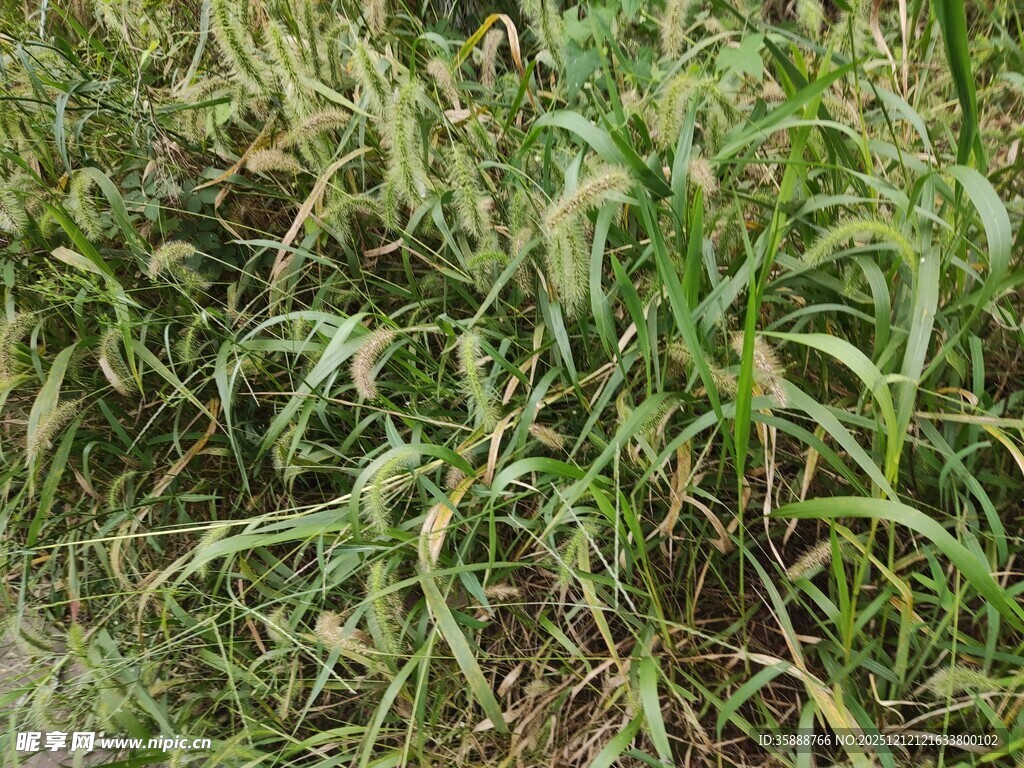 倒伏的绿色农作物