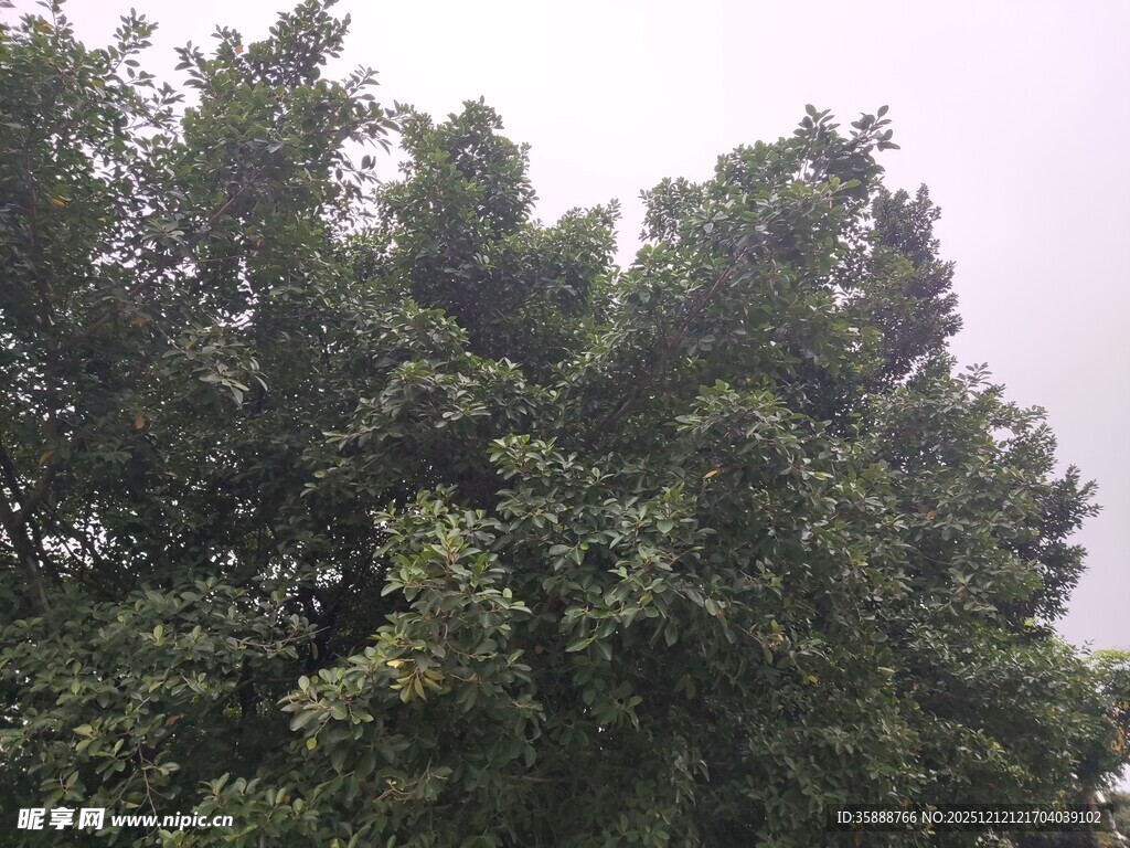 茂密绿树展现自然生机