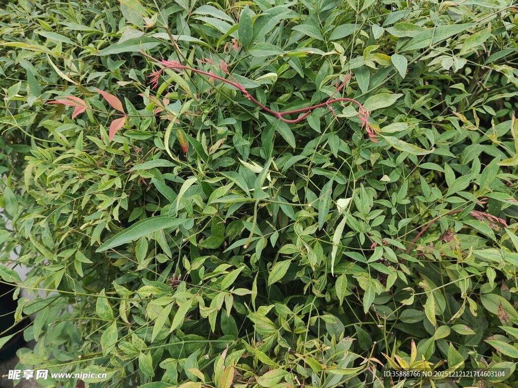 绿叶繁茂的植物景观