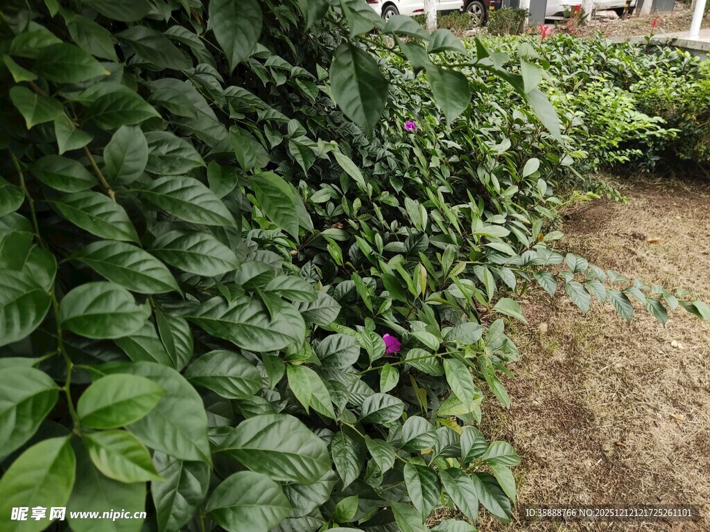 绿叶繁茂的植物景观