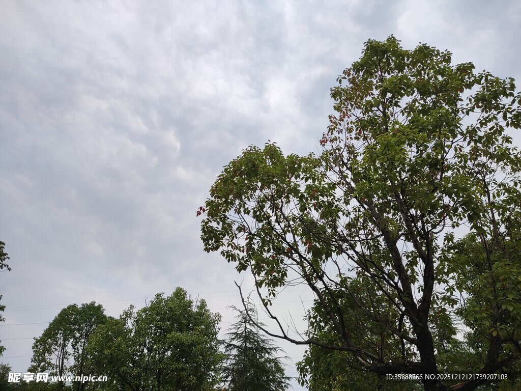 天空下的葱郁树木
