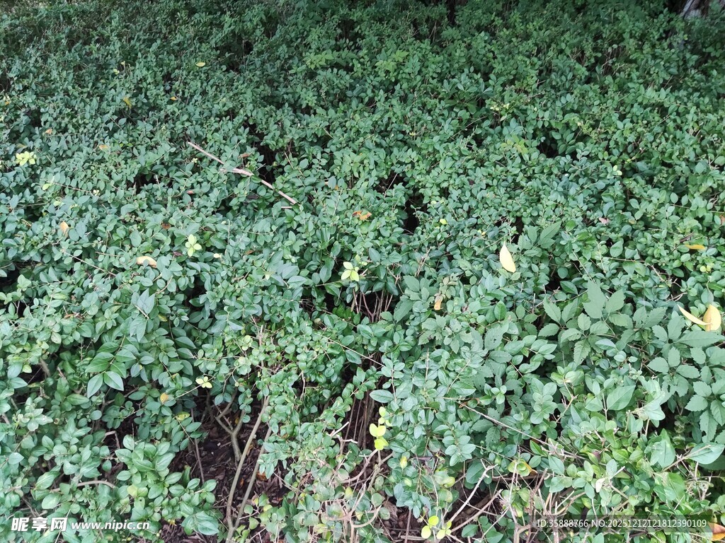 翠绿地面植物景观