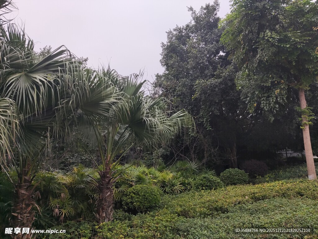 绿意盎然的热带植物景观