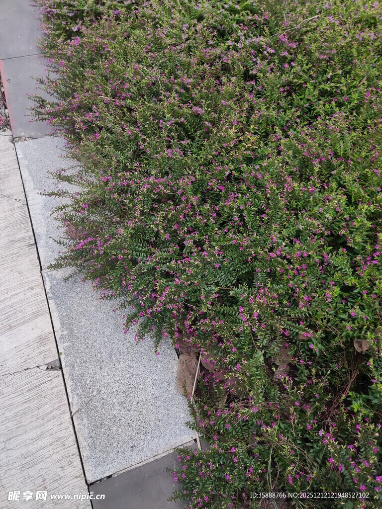 路边翠绿繁茂的丛生小草