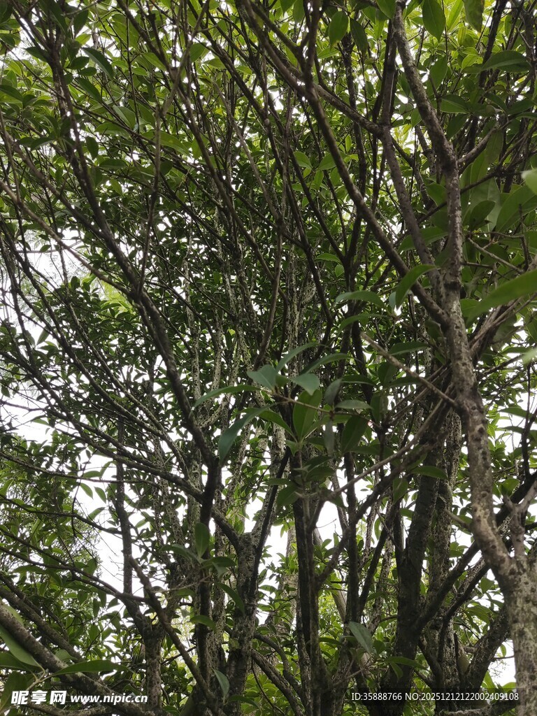 茂密树林中的繁茂枝叶